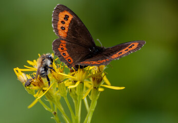 Fototapeta na wymiar Motyl i Pszczoła 
