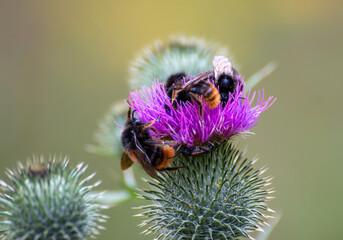 Makro Trzmiele Na Oscie © Adrian