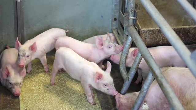 Piglets and mother pig in pork farm. Livestock breeding, swine in the stall