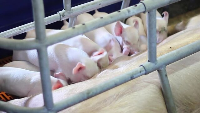 Newborn piglets suckling milk from a mother pig in pork farm. Livestock breeding, swine in the stall