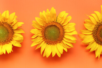 Beautiful sunflowers on orange background