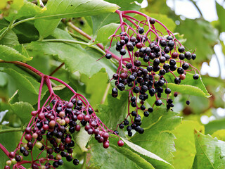 Elder - Sambucus, elderberry, umbel of elderberries - autumn harvest, healthy vitamins, immune booster. - obrazy, fototapety, plakaty