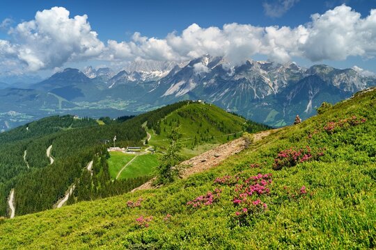 View of the Austrian Alps 
with a blooming rhododendron in the foreground. Planai, Austria, Europe. 
