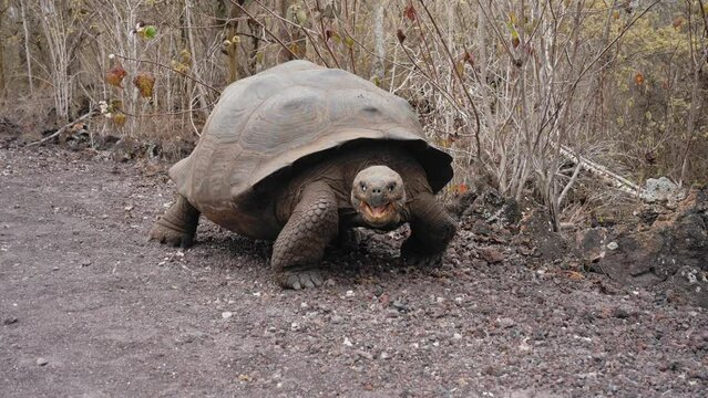 Quito and Galapagos Island, Ecuador. Amaizing view of nature and architecture. 