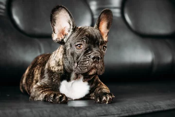 Printed roller blinds French bulldog Young Small Black French Bulldog Dog Puppy On Lying On Sofa Black Background. Adorable Bulldog Funny Puppy. Unusual Color Background. Funny Dog Baby. Black Bulldog Puppy Dog.