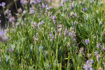 Fototapeta premium Summer field with a beautiful blooming lavender plant - Lavandula. The flowers are purple and pink.
