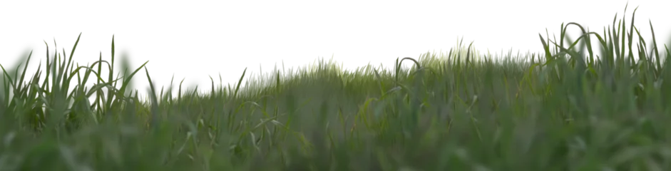 Fototapete Gras Green grass landscape isolated on white background 