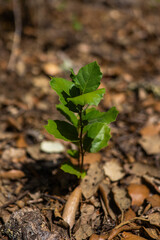 Adorable young cork oak sapling standing tall, symbolizing growth and resilience.