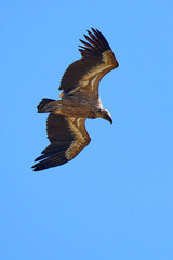 Fototapeta premium flying Griffon vulture in the Montfrague National Park, Extremadura, Spain