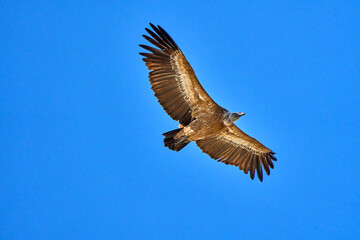 Obraz premium flying Griffon vulture in the Montfrague National Park, Extremadura, Spain