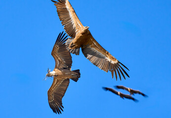 flying Griffon vulture in the Montfrague National Park, Extremadura, Spain