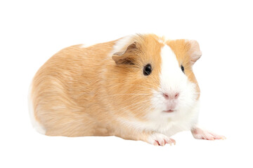 Guinea pig isolated on a white background