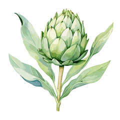 Artichoke watercolor vector illustration, Vegetable isolated on transparent background