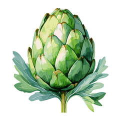 Artichoke watercolor vector illustration, Vegetable isolated on transparent background