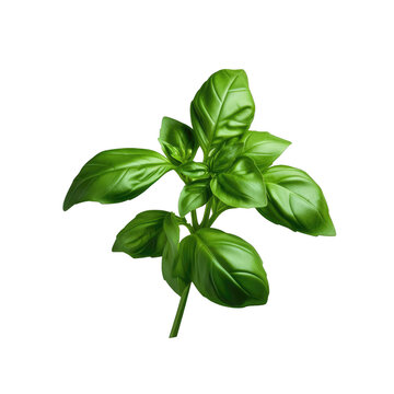 Thai Basil and Sweet Basil against a transparent background