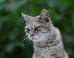 Portrait of a green-eyed light gray cat with a protruding tongue