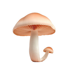 transparent background mushroom