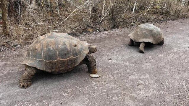 Quito and Galapagos Island, Ecuador. Amaizing view of nature and architecture. 