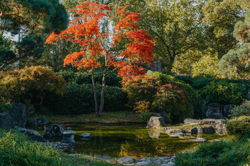 Obraz premium Beautiful calm scene in spring Japanese garden. Japan autumn image. Beautiful Japanese garden with a pond and red leaves. Pond in a Japanese garden.