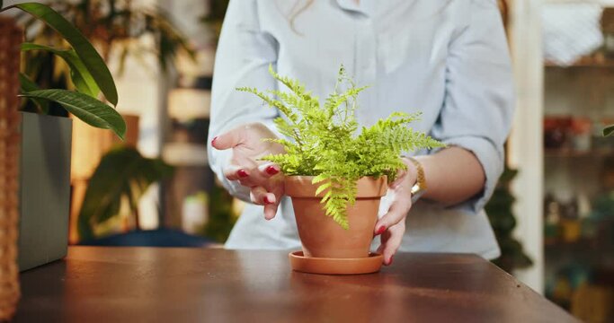 Botanist taking care of plant while. A pretty red-haired shopkeeper or worker stands behind the counter and holding a pot with a white-veined Maranta plant in her hands. A woman takes care of plants