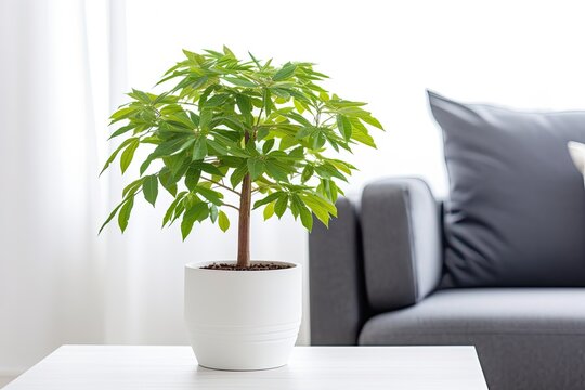 Houseplant concept in living room: Chestnut tree in white pot.