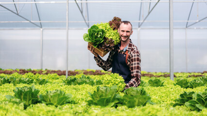 Young agribusiness man smart farmer smiling and holding organic hydroponic vegetable in basket to quality checking and preparing export to sell