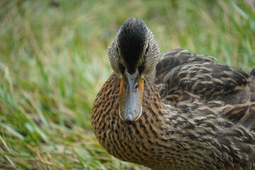 duck in the grass