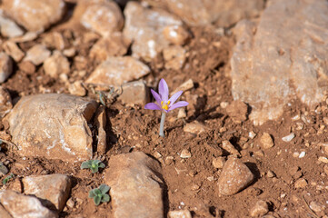 Colchicum parlatoris small wild flowering autumnal flowers endemic on Zakynthos Greece island, purple pink flowering plant