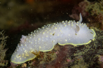 yellow-edged cadlina nudibranch
