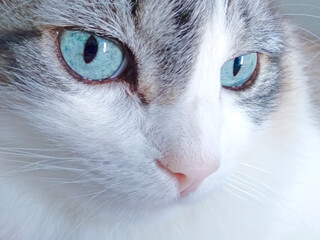 face detail of a light fur cat looking at the camera with a perceptive expression