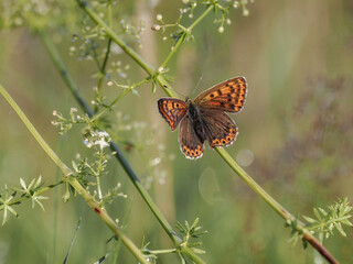 Butterfly (Lycaena phlaeas) - a species of insect from the order of butterflies. Wings span 25–30 mm, the front wings golden-red on top with black spots and a narrow black border. close-up photography