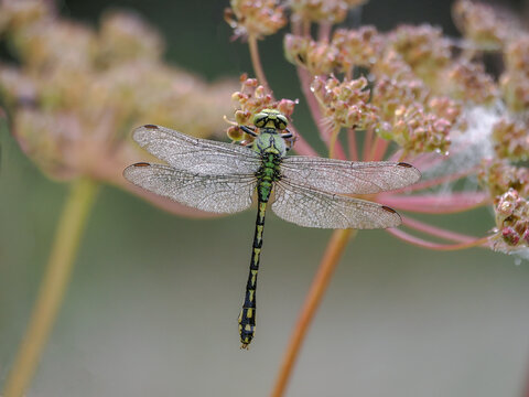 Green dragonfly (Ophiogomphus cecilia) - a species of dragonfly from the gomphidae family. close-up photography, Poland