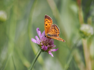 Butterfly (Lycaena phlaeas) - a species of insect from the order of butterflies. Wings span 25–30 mm, the front wings golden-red on top with black spots and a narrow black border. close-up photography