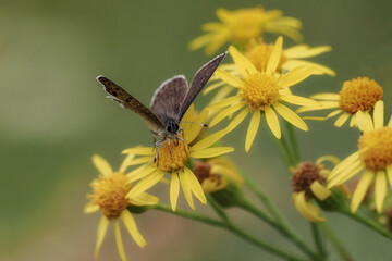 Butterfly (Lycaena tityrus) - a species of butterfly from the Lycaenidae family (Lycaenidae) close-up photography