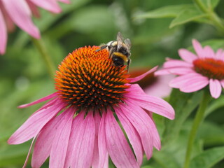 Hummel auf roten Sonnenhut