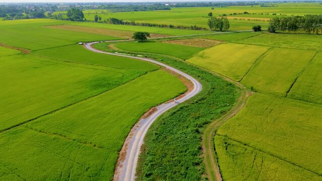 Green rice paddy fields in Central Thailand Suphanburi region, drone aerial view of green rice fields in Thailand with a curved winding countryside road between the rice fields