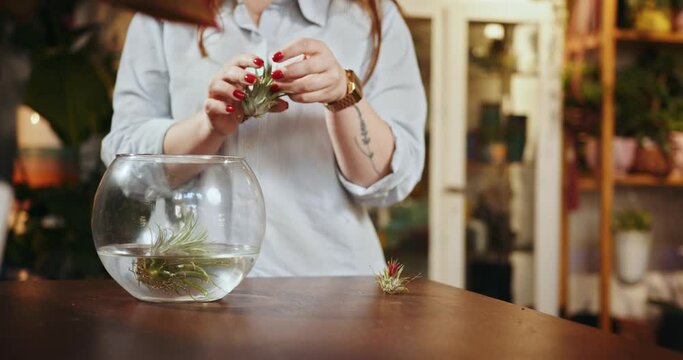 Caucasian woman shopkeeper or worker plant shop bathing atmospheric tillandsia at glass basen inside flowers and vintage interior decorations accessories store. Small business and gardening concept.