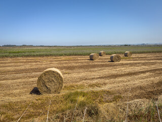 Fototapeta premium Straw rolls on the field. Round straw bales. Stover on the field. Harvested cereal plants. Agriculture.