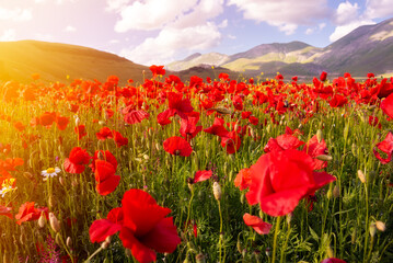Poppy flowers blooming on summer meadow in mountain valley
