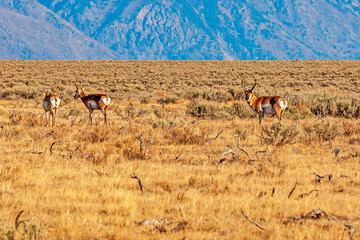 Pronghorn Buck with Does in Grassy Meadow