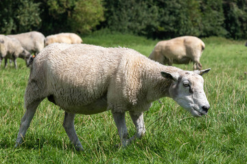 Obraz na płótnie Canvas Sheep grazing near Avebury