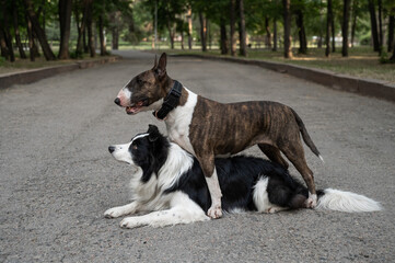 Two dogs are hugging on a walk. Border collie and bull terrier. 