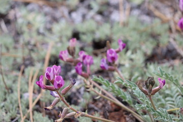 Big Bear Valley Woollypod, Astragalus Leucolobus, a native herb displaying raceme inflorescences during spring in the San Bernardino Mountains.