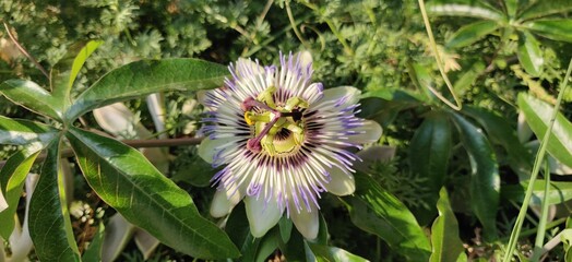 Passiflora
