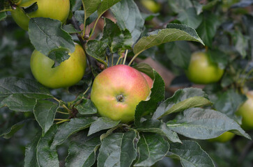 Branches of an apple tree with ripening red-yellow apples with leaves. Outdoors photo. Summer harvest season concept.