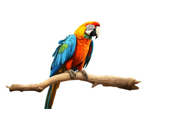 Colorful macaw perching on branch on transparent background