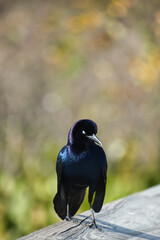 blackbird with pretty background