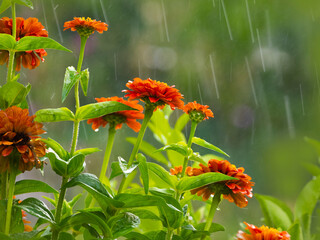 Rain in the garden. Flowers and rain drops