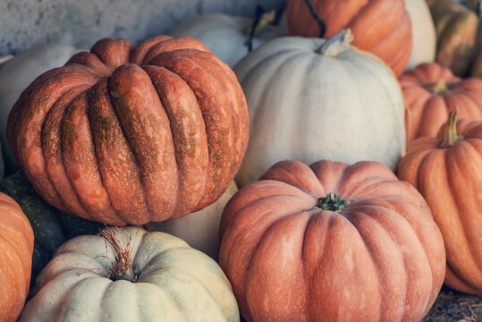 A group of huge pumpkins on an outdoor market stall, close up, macro photography