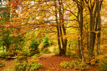 Autumn Serenity: Majestic Beech Forest Amidst Mountainous Terrain